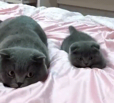 搞笑GIF：可性感可清純的美女，愛了愛了
