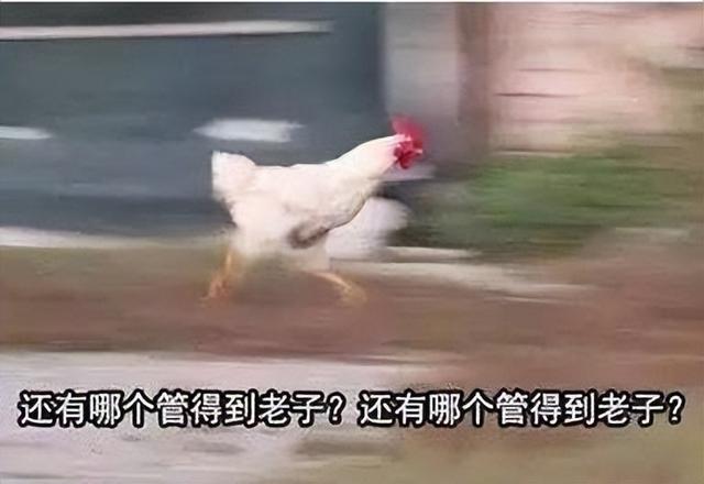 為啥女生大腿上綁根帶子，看起來會(huì)很性感