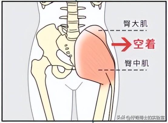 為啥女生的屁股兩側(cè)，會(huì)凹進(jìn)去？
