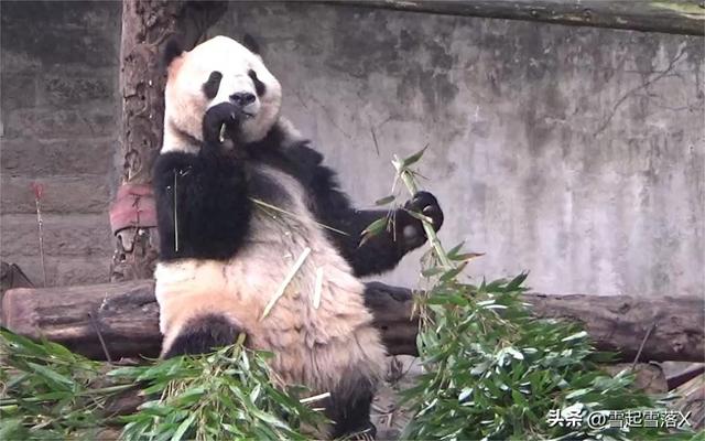熊貓屆的四大美女熊:梅蘭竹菊之蘭香“蘭氏家族”