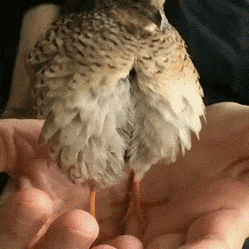 搞笑GIF：可性感可清純的美女，愛了愛了