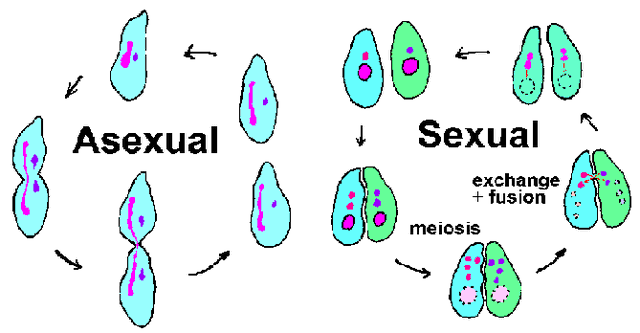 全球僅剩1株的伍德蘇鐵該怎么交配？科學(xué)家為它娶了位“新娘”