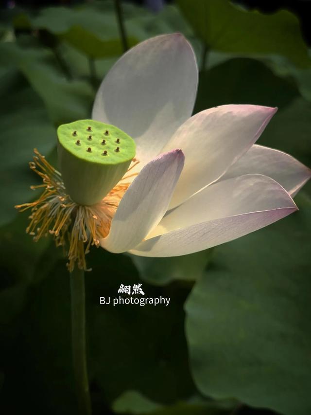 誰的荷