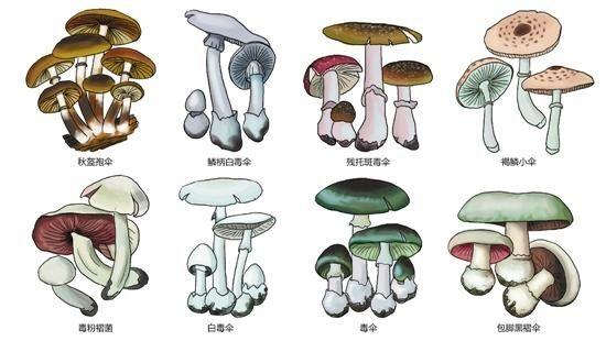 全球僅剩1株的伍德蘇鐵該怎么交配？科學(xué)家為它娶了位“新娘”