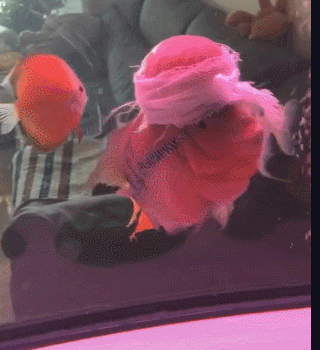 搞笑GIF：可性感可清純的美女，愛了愛了