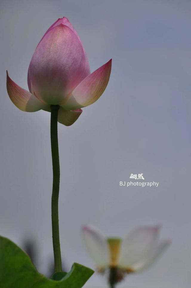 誰的荷