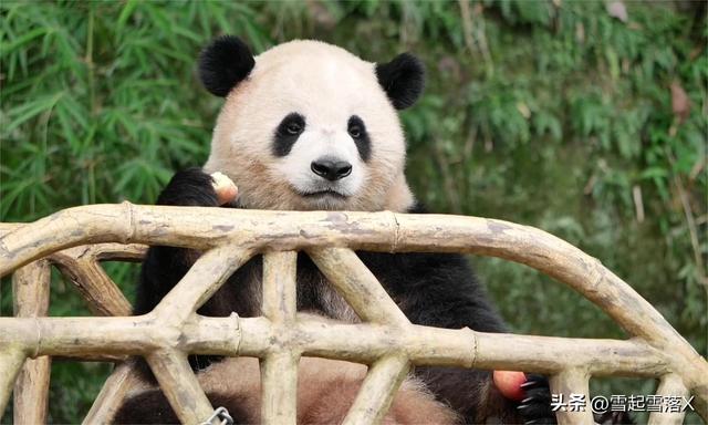 熊貓屆的四大美女熊:梅蘭竹菊之蘭香“蘭氏家族”