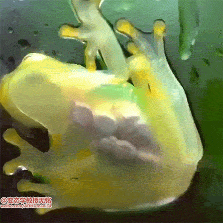 搞笑GIF：可性感可清純的美女，愛了愛了