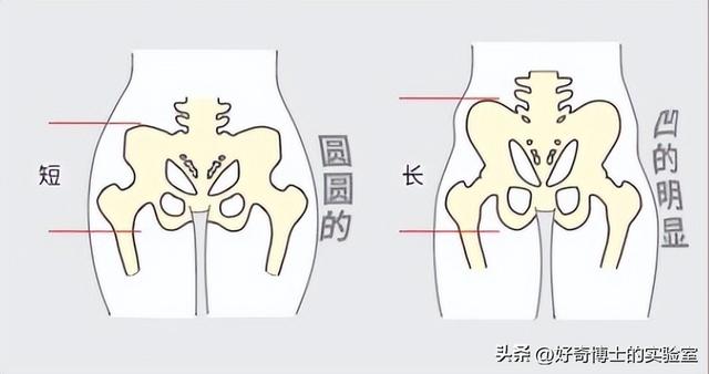為啥女生的屁股兩側(cè)，會(huì)凹進(jìn)去？