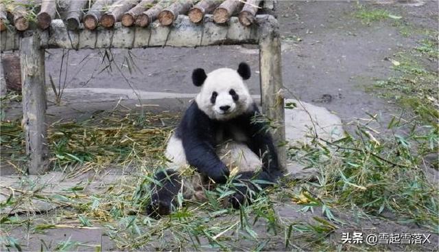 熊貓屆的四大美女熊:梅蘭竹菊之蘭香“蘭氏家族”