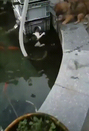 搞笑GIF：可性感可清純的美女，愛了愛了