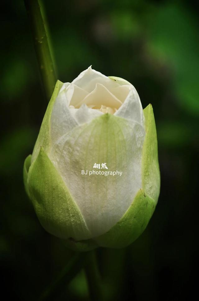 誰的荷