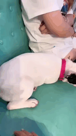 搞笑GIF：可性感可清純的美女，愛了愛了