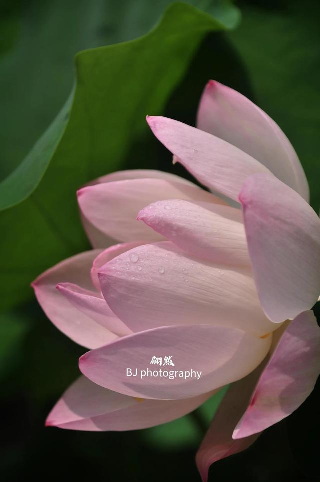 誰的荷