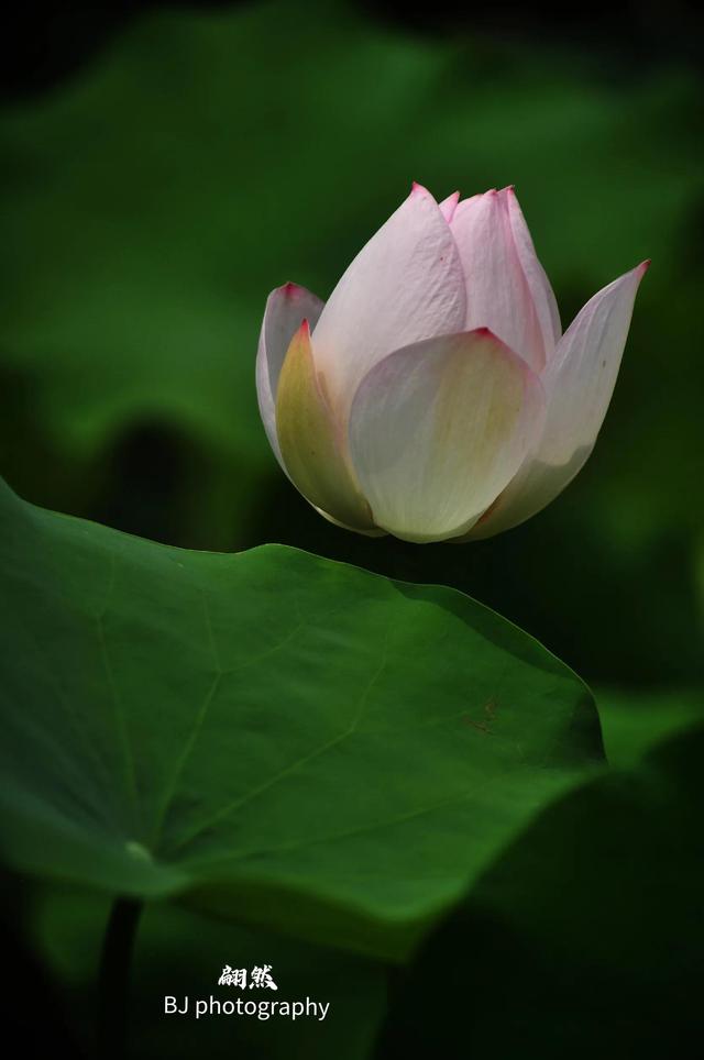 誰的荷