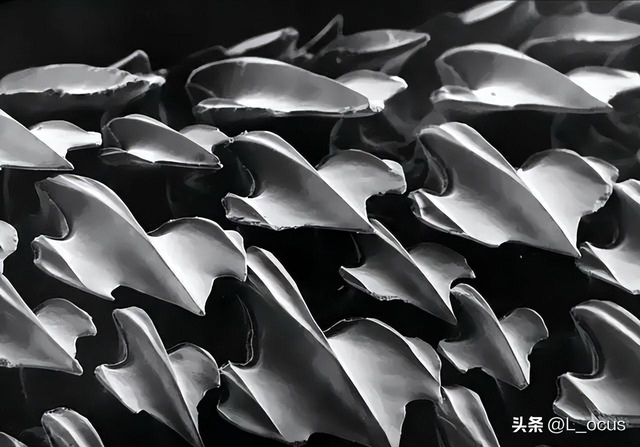 罕見(jiàn)恥辱老照片：被拍賣的大胸女人，全裸女人被男人拿槍指著