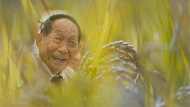 全球僅剩1株的伍德蘇鐵該怎么交配？科學(xué)家為它娶了位“新娘”