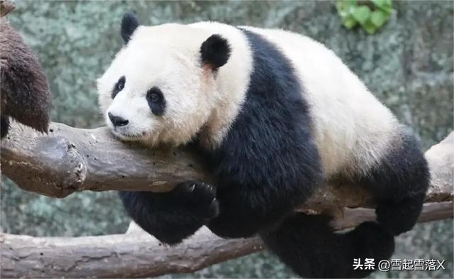 熊貓屆的四大美女熊:梅蘭竹菊之蘭香“蘭氏家族”