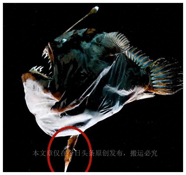 一些荒誕的事實(shí)：韓國(guó)女人的“露乳裝”，陰道長(zhǎng)了一顆“牙”
