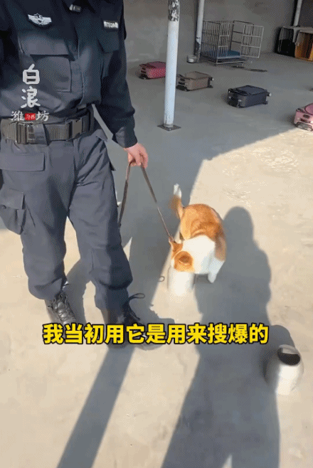 “請叫我福sir！”全國首只“柯警官”最新訓(xùn)練場面大公開