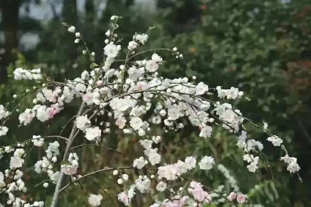 好看的花那么多，為什么古人偏偏用桃花形容女子？