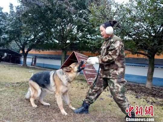 巾幗不讓須眉 美女寵物店長“變身”成為警犬訓(xùn)導(dǎo)員