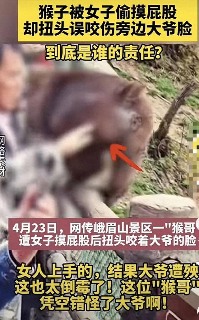 女子摸猴屁股致大爺“躺槍”被咬？峨眉山景區(qū)回應(yīng)：近期無(wú)此事