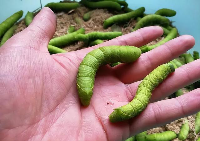 江蘇出名的6道“怪菜”，本地人贊不絕口，外地人直呼下不去嘴