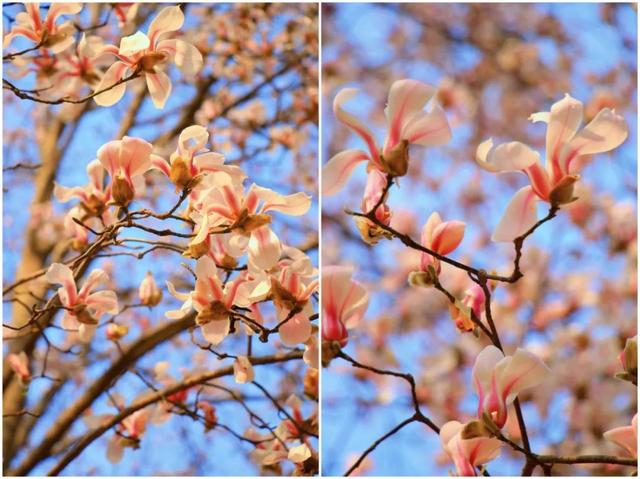 神仙顏值！陜西師范大學(xué)“最美校花”驚艷亮相，高清大圖最新曝光！