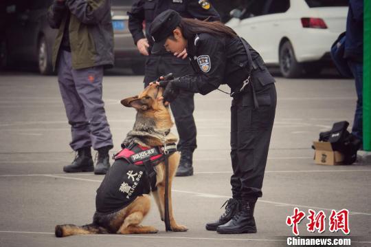 巾幗不讓須眉 美女寵物店長“變身”成為警犬訓(xùn)導(dǎo)員