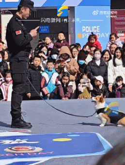 “請叫我福sir！”全國首只“柯警官”最新訓(xùn)練場面大公開