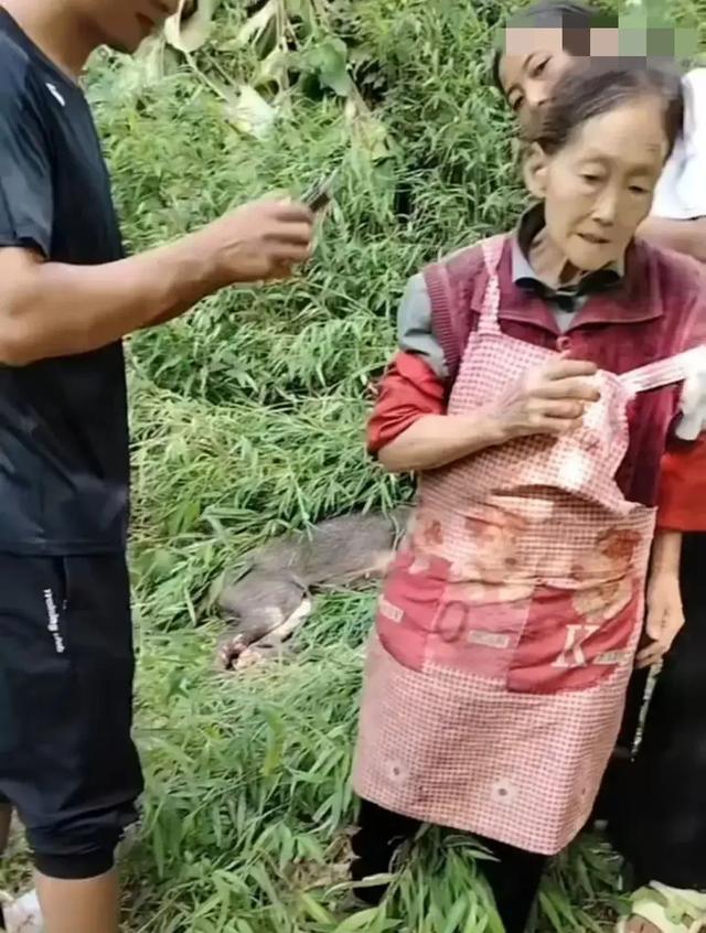 炸裂！云南77級(jí)打野老奶奶，徒手砍死傷人野豬，網(wǎng)友炸鍋