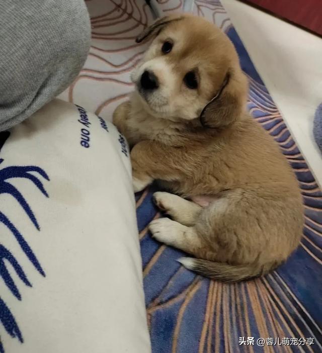 妹子撿了只小奶狗，半夜起來哄它三次，也是當(dāng)上媽了！