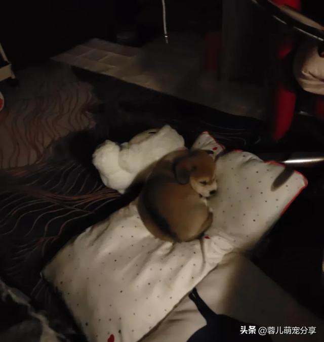 妹子撿了只小奶狗，半夜起來哄它三次，也是當(dāng)上媽了！