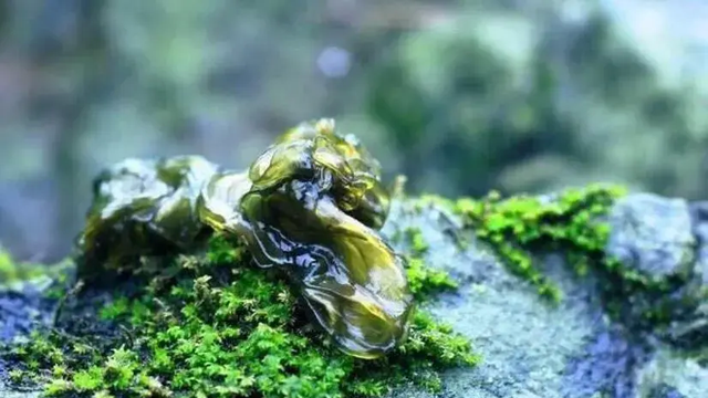 江蘇出名的6道“怪菜”，本地人贊不絕口，外地人直呼下不去嘴