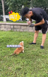 “請叫我福sir！”全國首只“柯警官”最新訓(xùn)練場面大公開