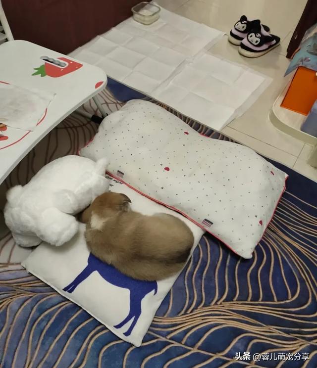 妹子撿了只小奶狗，半夜起來哄它三次，也是當(dāng)上媽了！