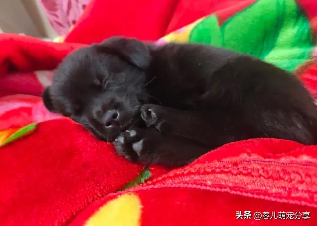 妹子撿了只小奶狗，半夜起來哄它三次，也是當(dāng)上媽了！