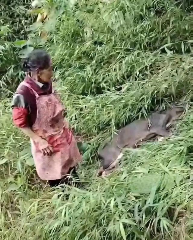 炸裂！云南77級(jí)打野老奶奶，徒手砍死傷人野豬，網(wǎng)友炸鍋