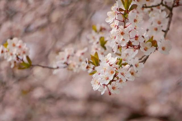 神仙顏值！陜西師范大學(xué)“最美校花”驚艷亮相，高清大圖最新曝光！