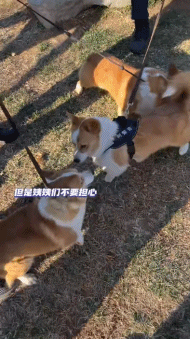 “請叫我福sir！”全國首只“柯警官”最新訓(xùn)練場面大公開