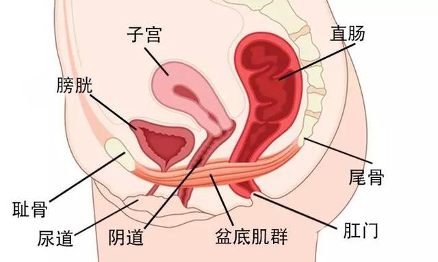 女性須知：關于陰道，建議你了解4個正經冷知識，別再不好意思了
