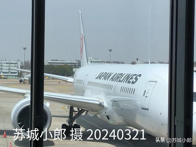 日本航空的美女空乘小姐姐:從上海虹橋機場坐日航