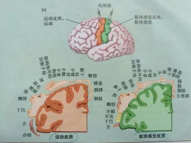 鬼才導演昆汀被曝花1萬舔美女腳，他的戀足癖到底多嚴重？