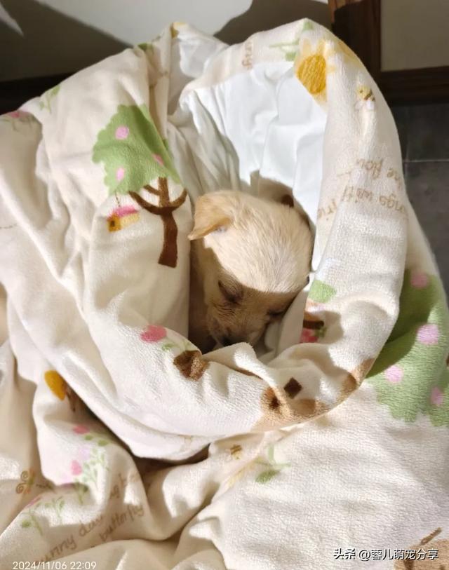 妹子撿了只小奶狗，半夜起來哄它三次，也是當(dāng)上媽了！