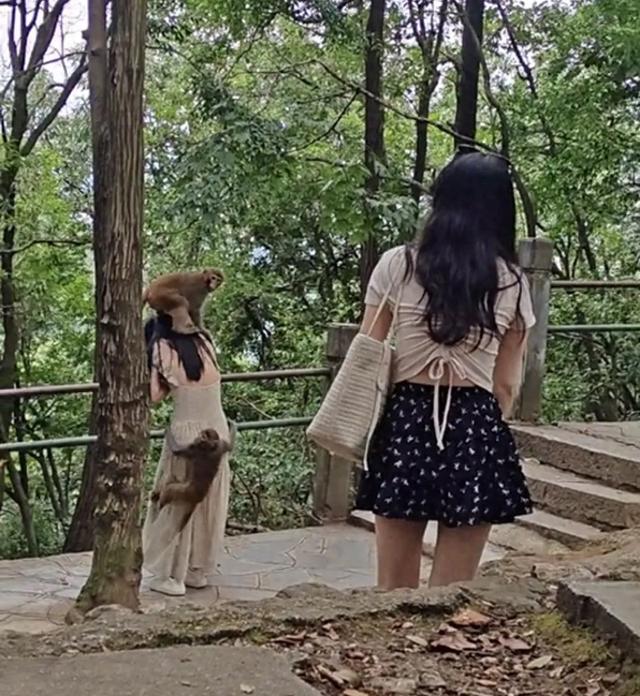 騎頭抱臀掀裙底，女游客被黔靈山猴群襲擊嚇到尖叫，景區(qū)回應(yīng)……