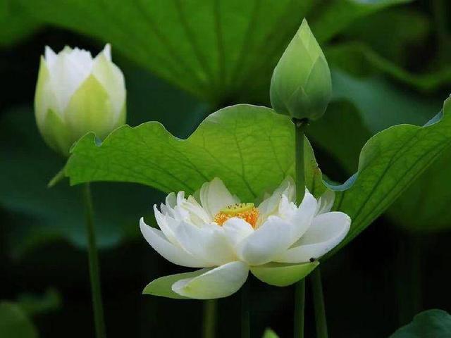 夏日詠荷與巾幗女神(詩詞六首)
